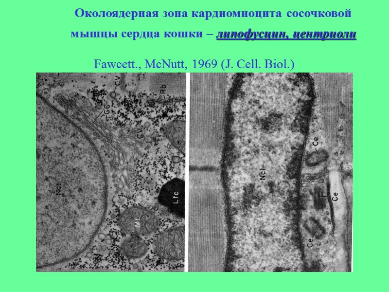 Fawcett., McNutt, 1969 (J. Cell. Biol.) (Бакеева Л.Е., Скулачев В.П., Ченцов Ю.С., 1982) 